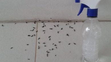 Mistura caseira para acabar com formigas em casa